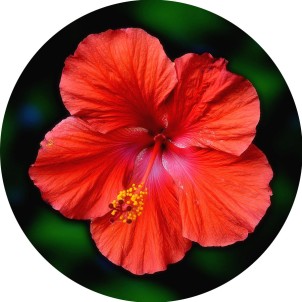 hibiscus-flower-dave-sandt